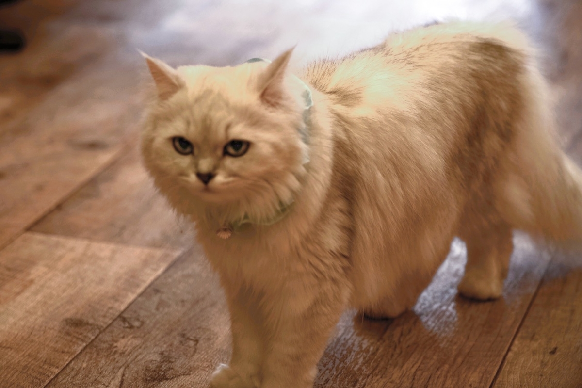 f:id:gizagizafitzroy:20190415204911j:plain