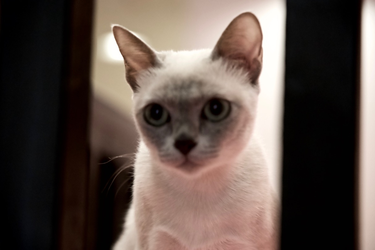 f:id:gizagizafitzroy:20190415210310j:plain