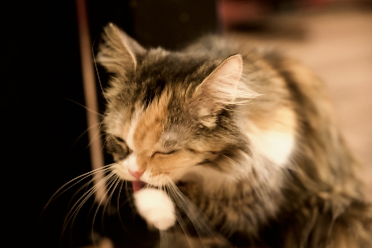 f:id:gizagizafitzroy:20190415210327j:plain