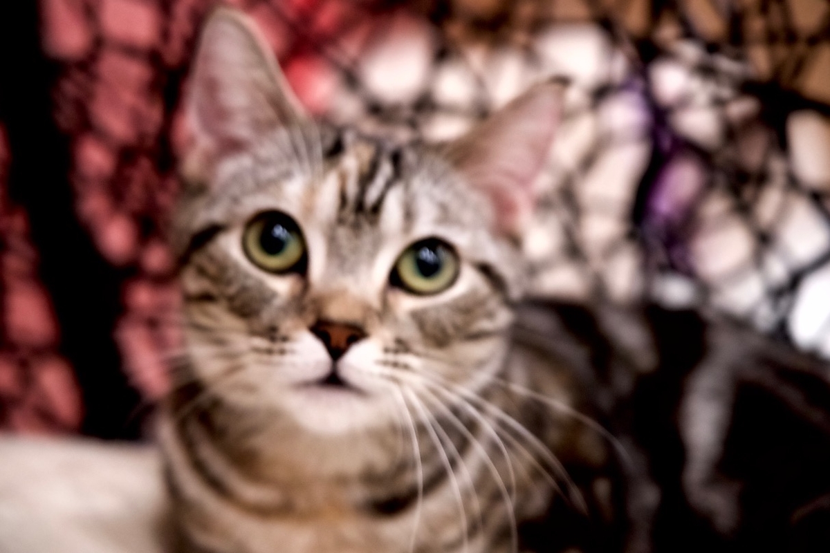 f:id:gizagizafitzroy:20190415210446j:plain