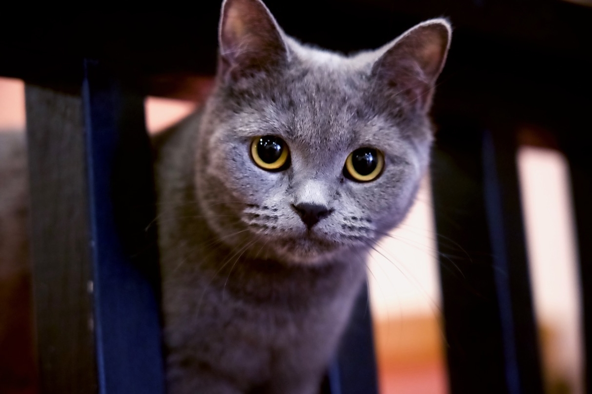 f:id:gizagizafitzroy:20190415210515j:plain