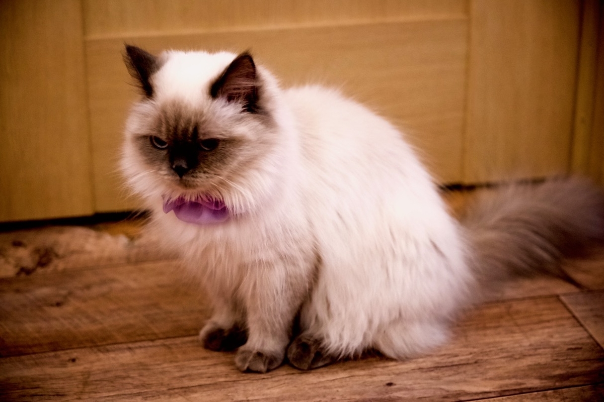 f:id:gizagizafitzroy:20190415210551j:plain