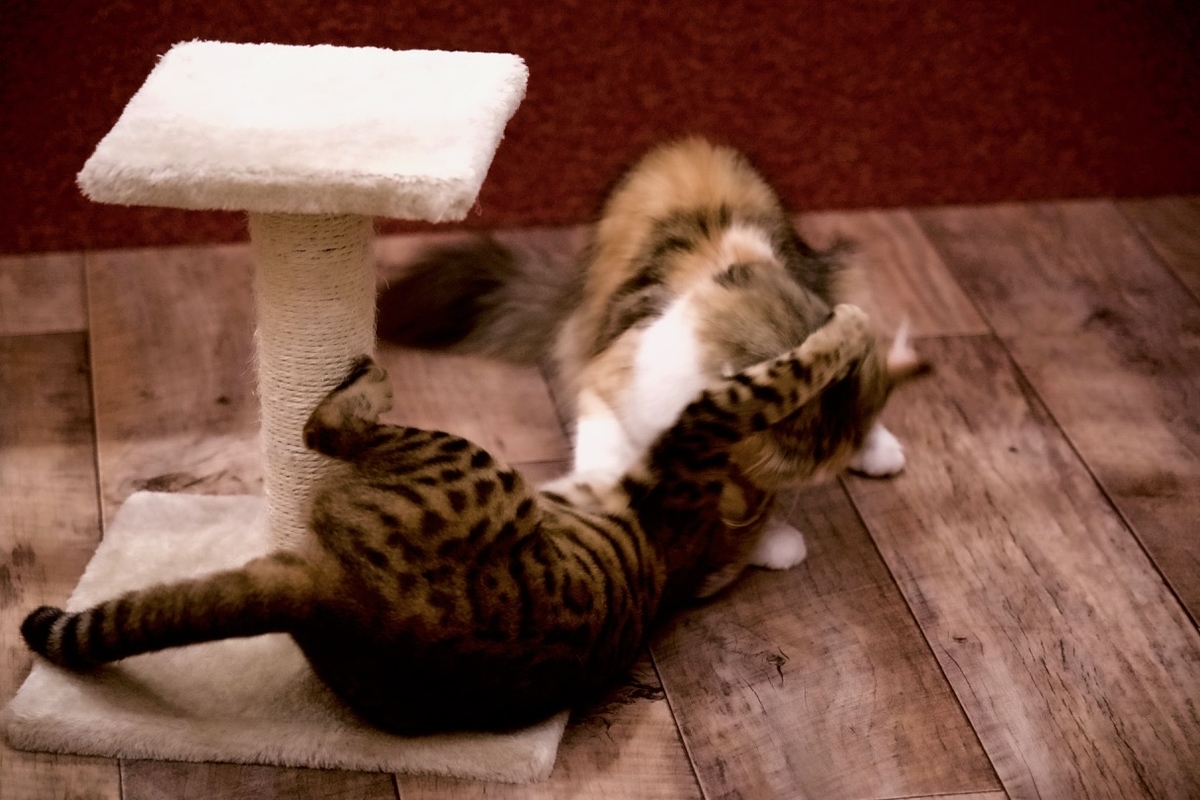 f:id:gizagizafitzroy:20190415210616j:plain