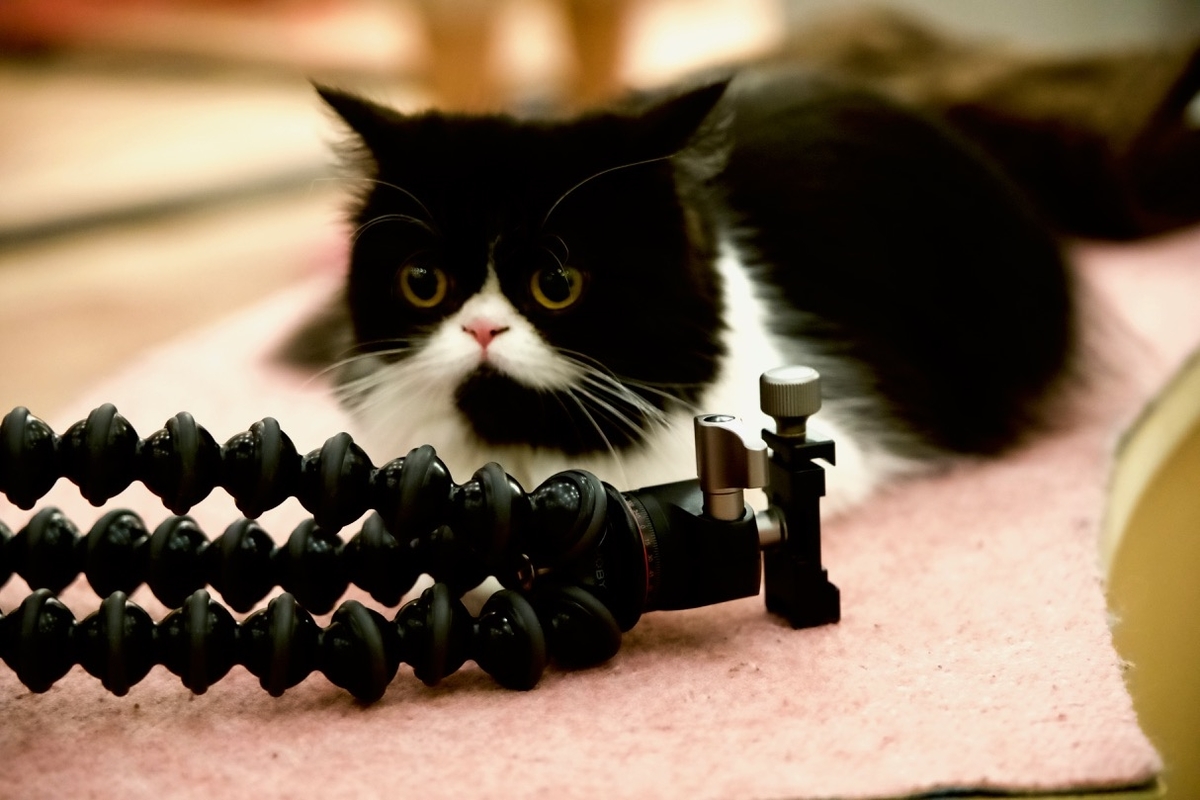 f:id:gizagizafitzroy:20190415210640j:plain