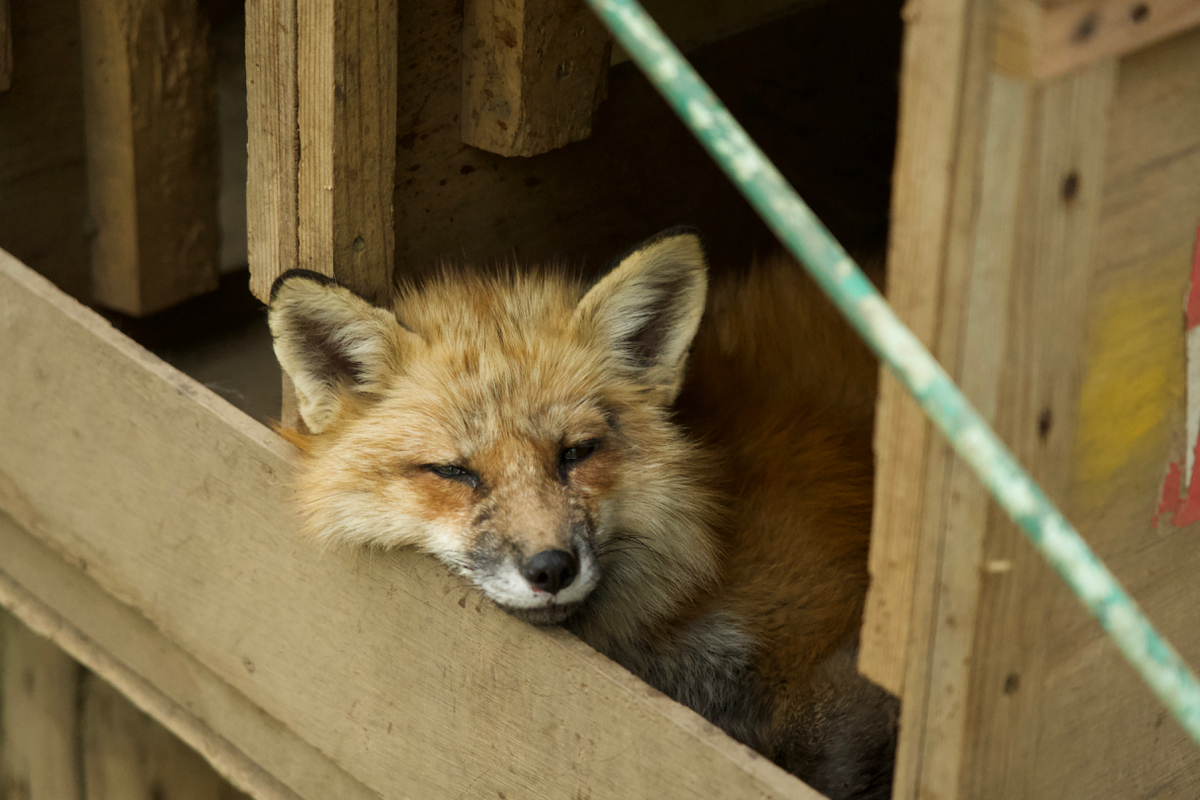 f:id:gizagizafitzroy:20190510014249j:plain