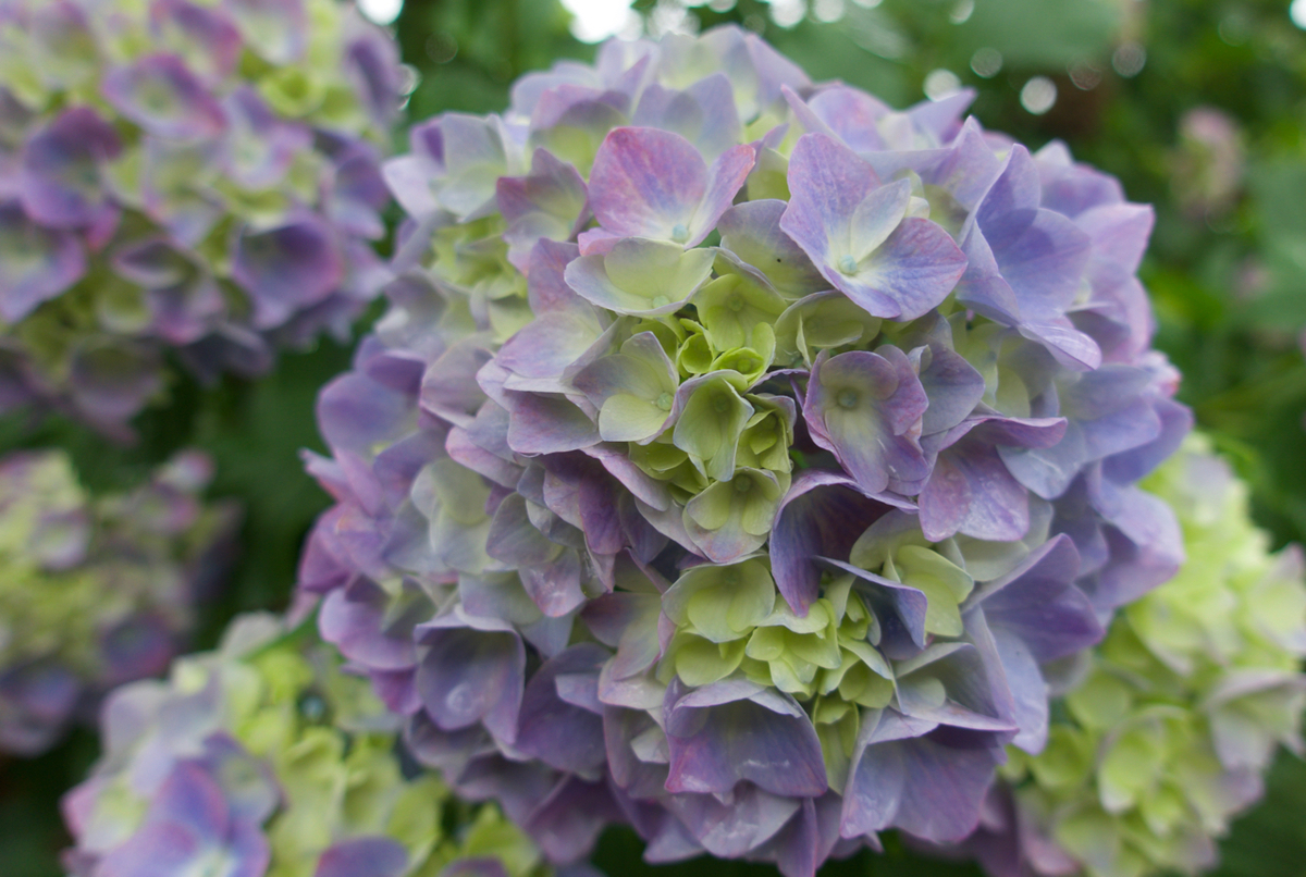 f:id:gizagizafitzroy:20190526152247j:plain