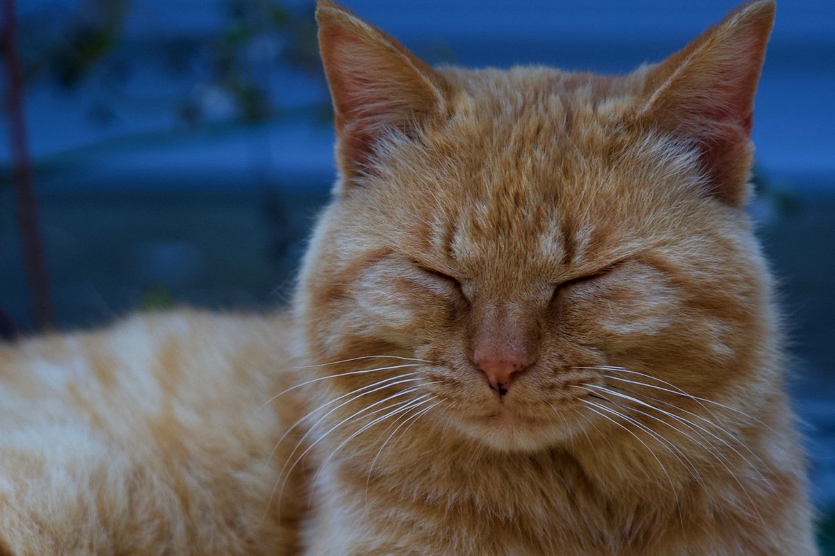 f:id:gizagizafitzroy:20190702013437j:plain