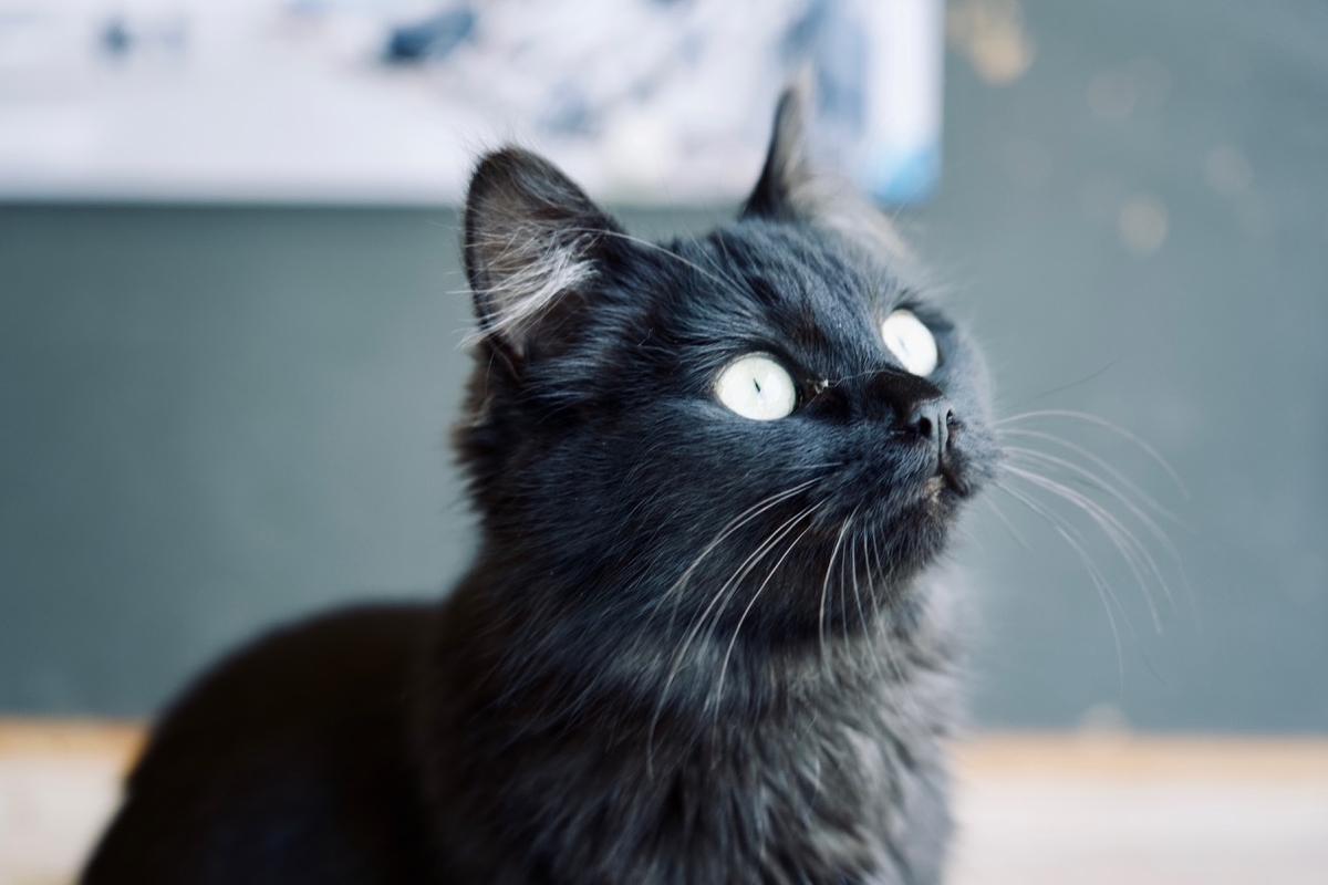 f:id:gizagizafitzroy:20190703020247j:plain