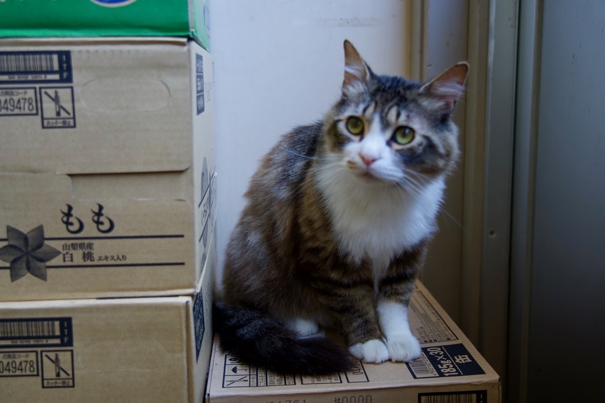 f:id:gizagizafitzroy:20190703020319j:plain