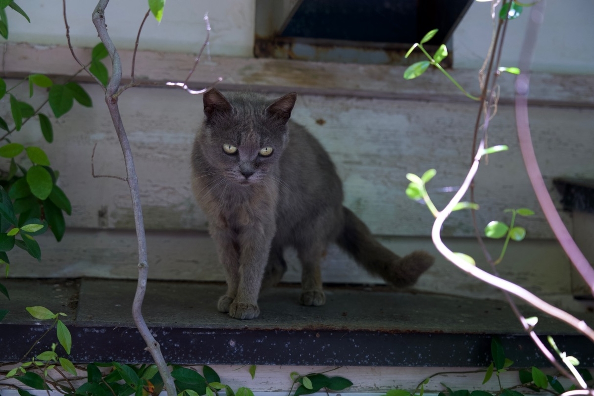 f:id:gizagizafitzroy:20190703020335j:plain