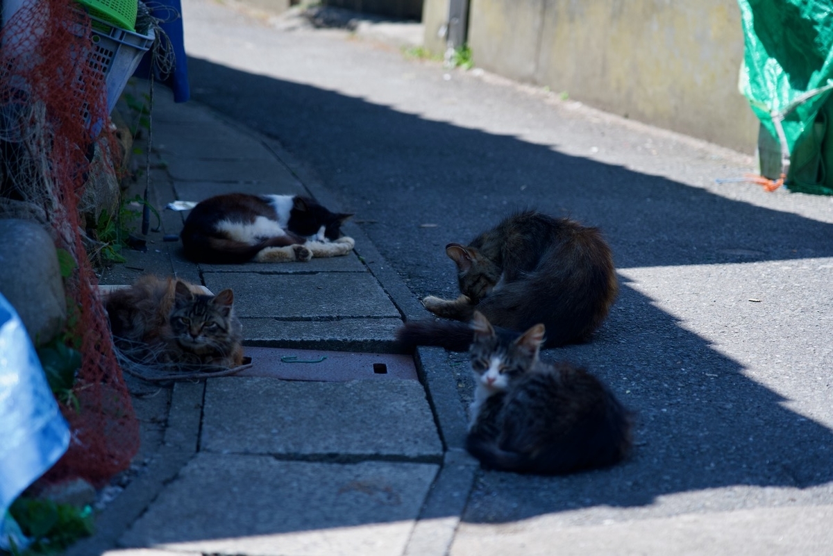 f:id:gizagizafitzroy:20190703021228j:plain