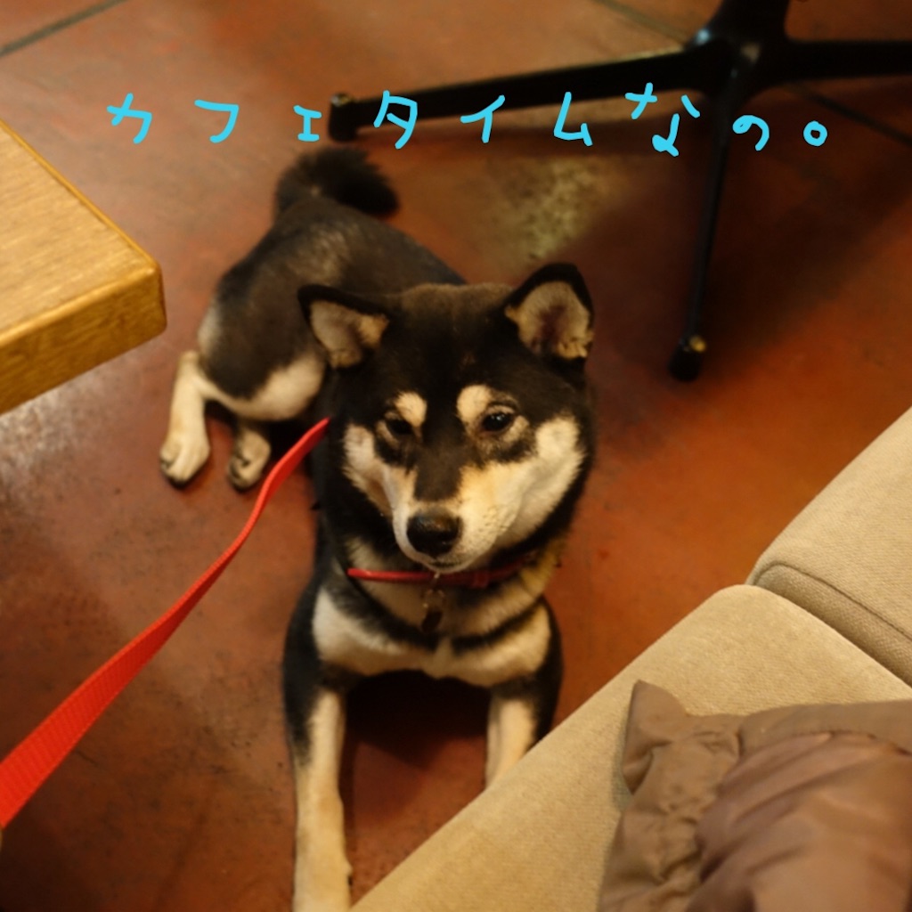 f:id:gizumiik:20170213195845j:image f:id:gizumiik:20170213195845j:image