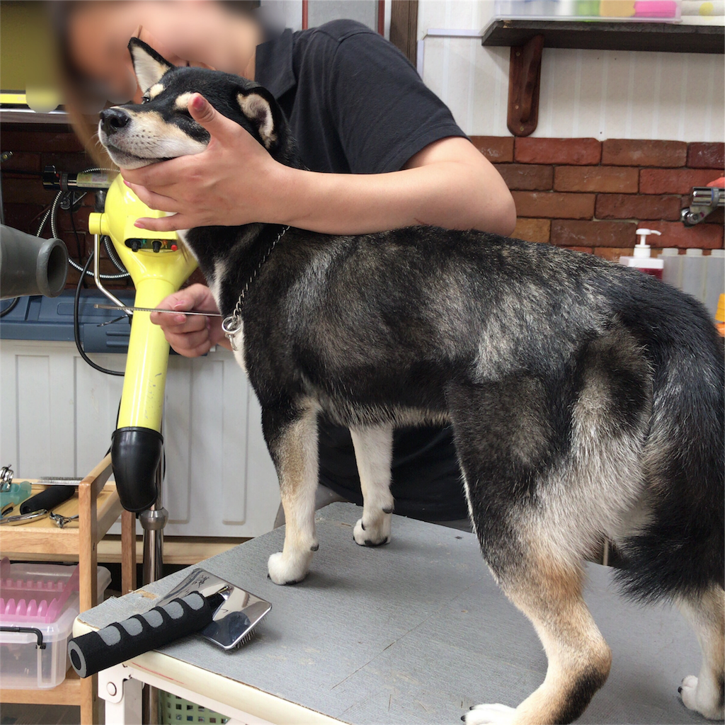 生後336日目 シャンプーしました 黒柴の徹子 生後336日目 シャンプーしました 黒柴の徹子