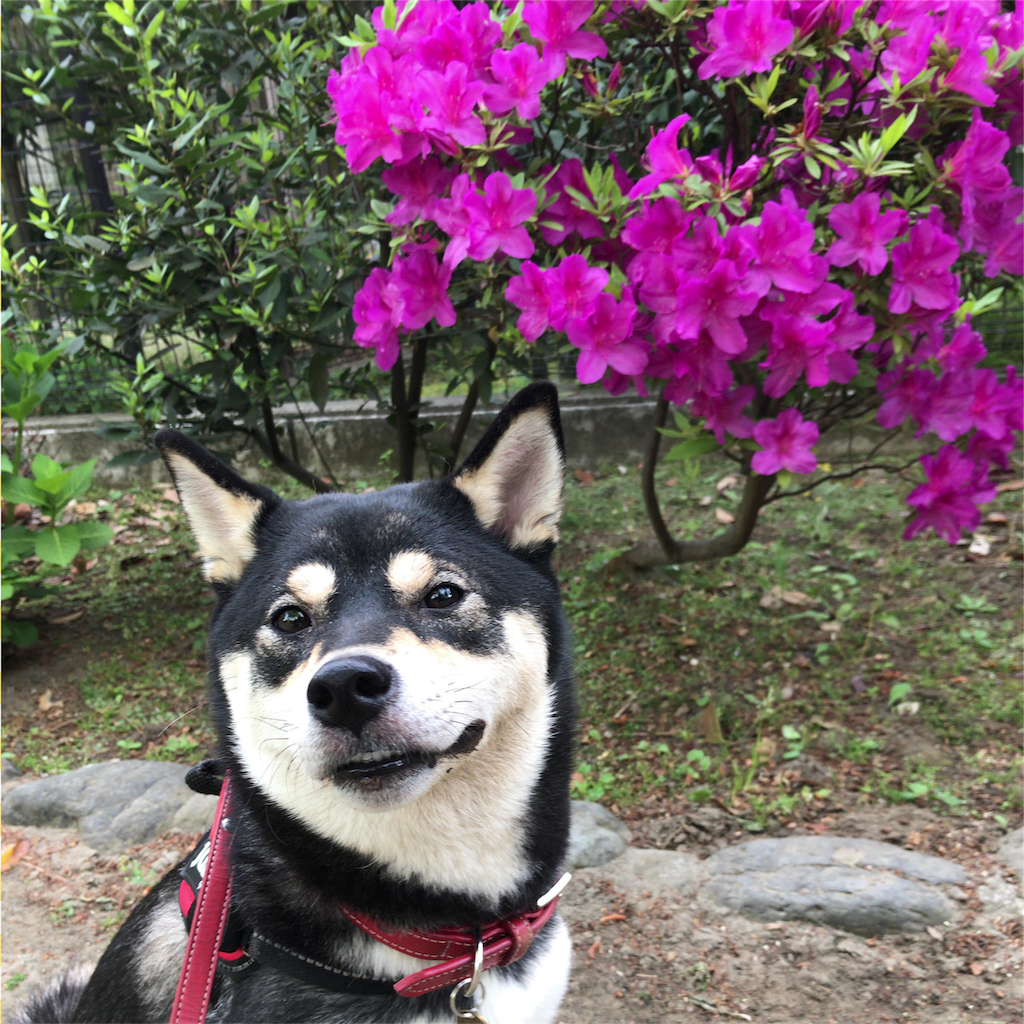 f:id:gizumiik:20170508215315p:image f:id:gizumiik:20170508215315p:image