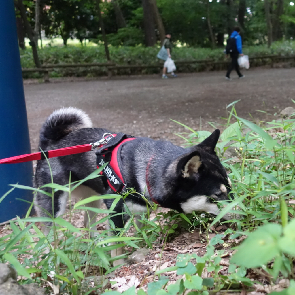 f:id:gizumiik:20170516223010p:image f:id:gizumiik:20170516223010p:image