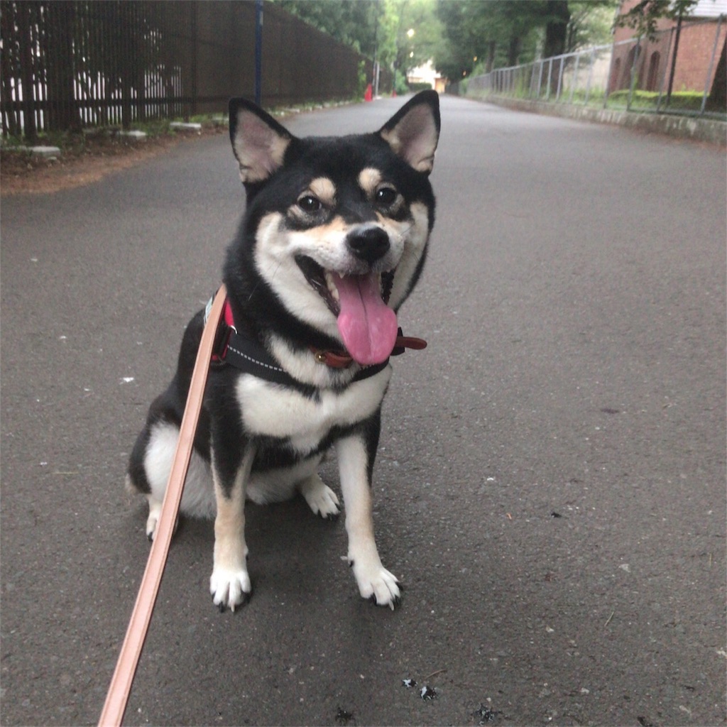f:id:gizumiik:20170901230942j:image f:id:gizumiik:20170901230942j:image