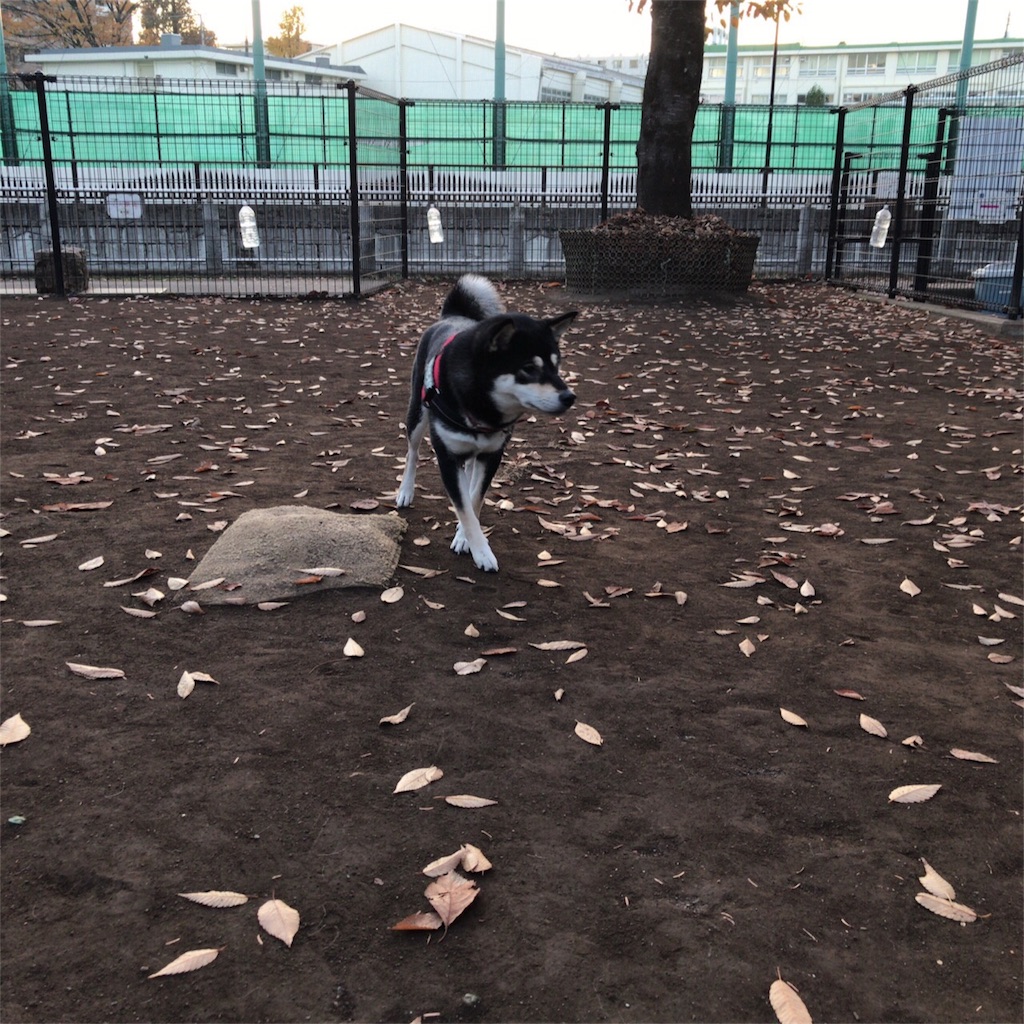 f:id:gizumiik:20171207000901j:image f:id:gizumiik:20171207000901j:image