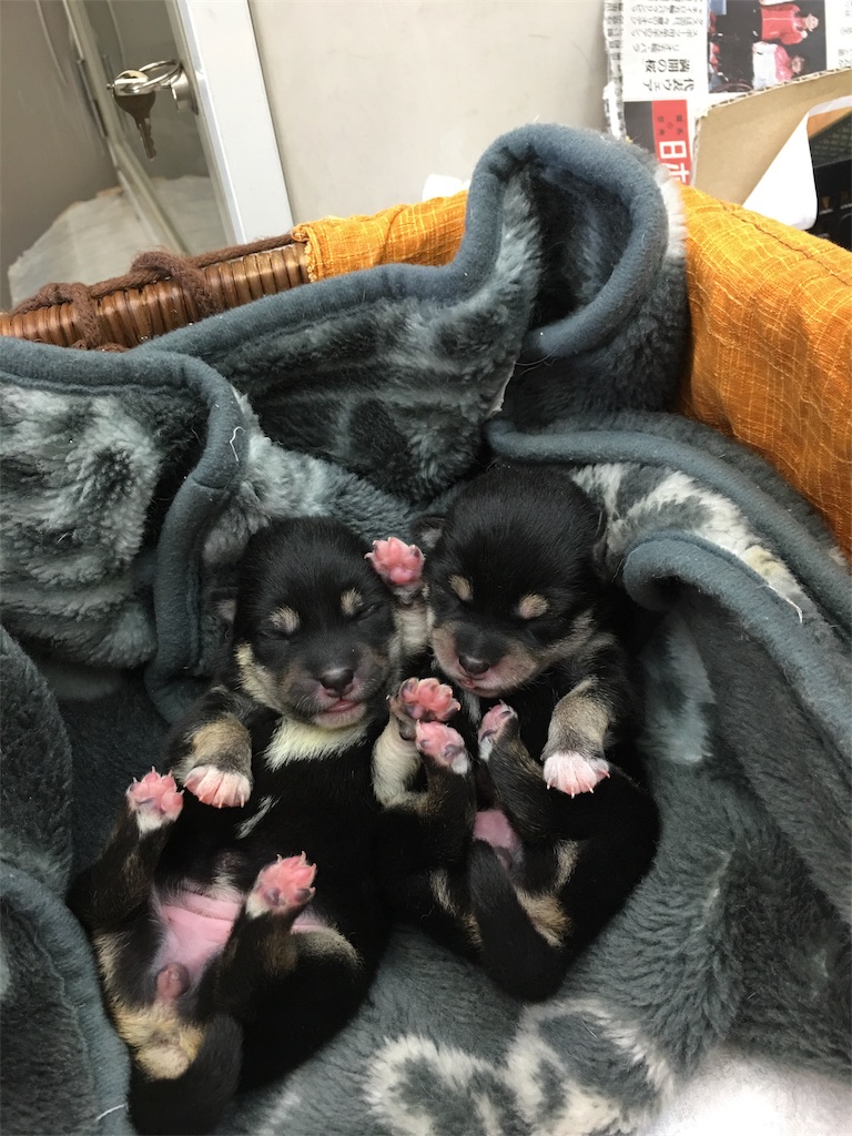 f:id:gizumiik:20180507020705j:image f:id:gizumiik:20180507020705j:image