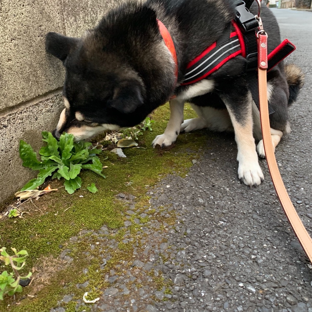 f:id:gizumiik:20190216191044j:image f:id:gizumiik:20190216191044j:image