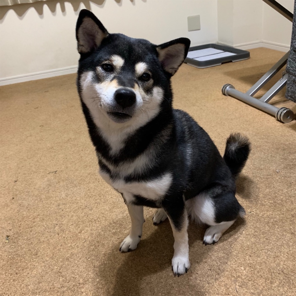 f:id:gizumiik:20190216191333j:image f:id:gizumiik:20190216191333j:image
