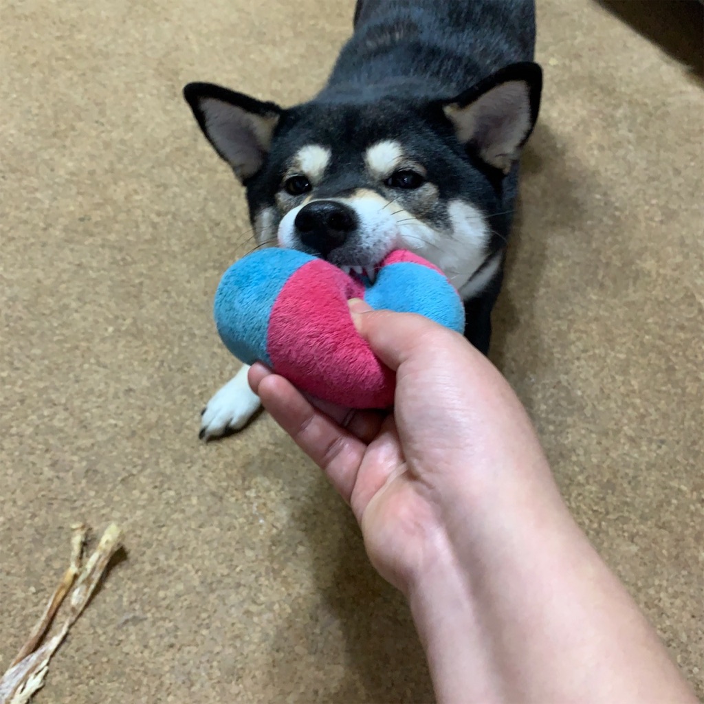 f:id:gizumiik:20190216191510j:image f:id:gizumiik:20190216191510j:image