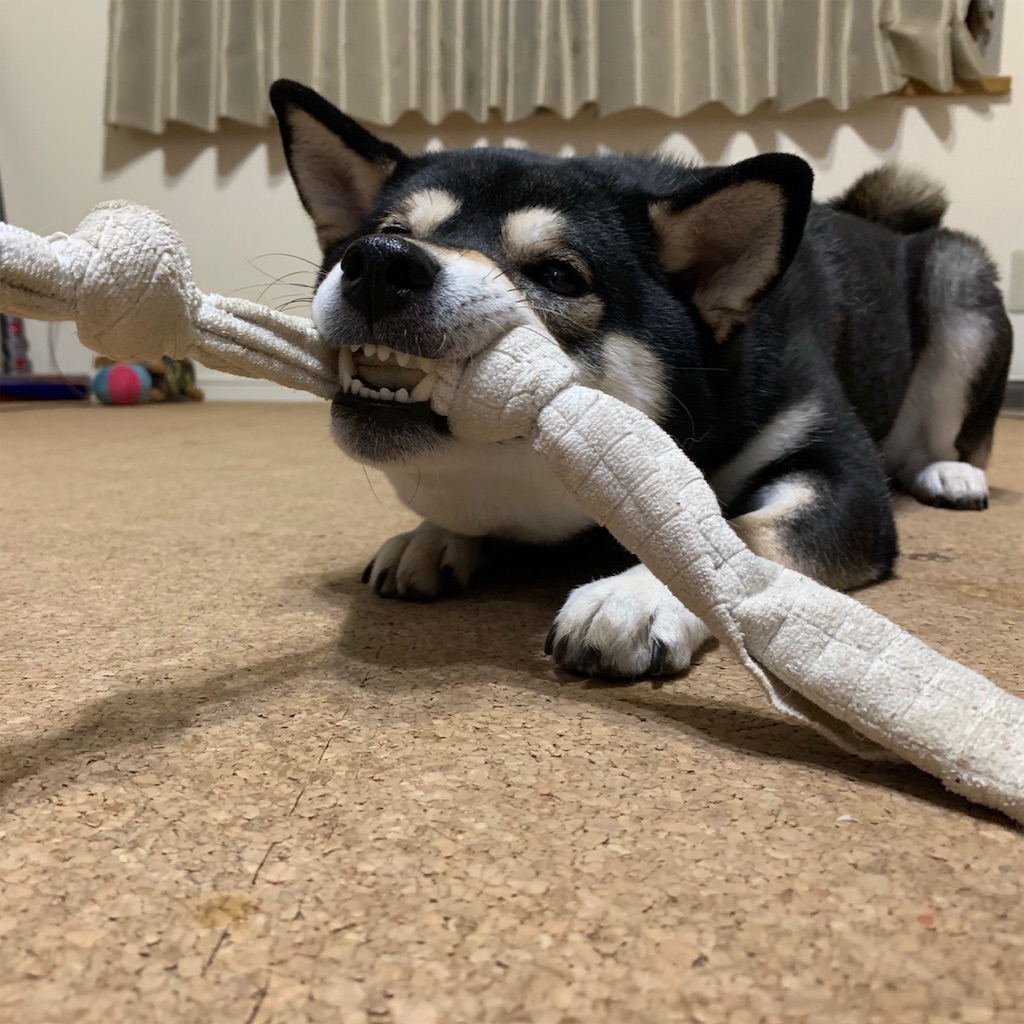 f:id:gizumiik:20190216191619j:image f:id:gizumiik:20190216191619j:image
