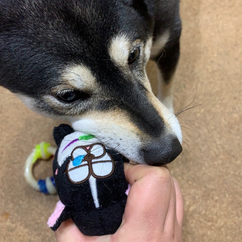 f:id:gizumiik:20190217222649j:image f:id:gizumiik:20190217222649j:image