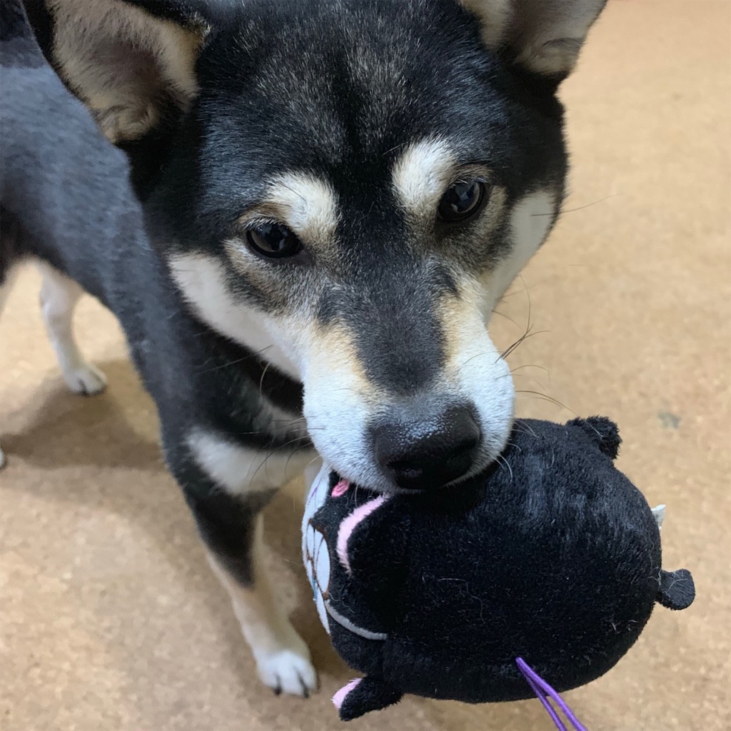 f:id:gizumiik:20190217222915j:image f:id:gizumiik:20190217222915j:image