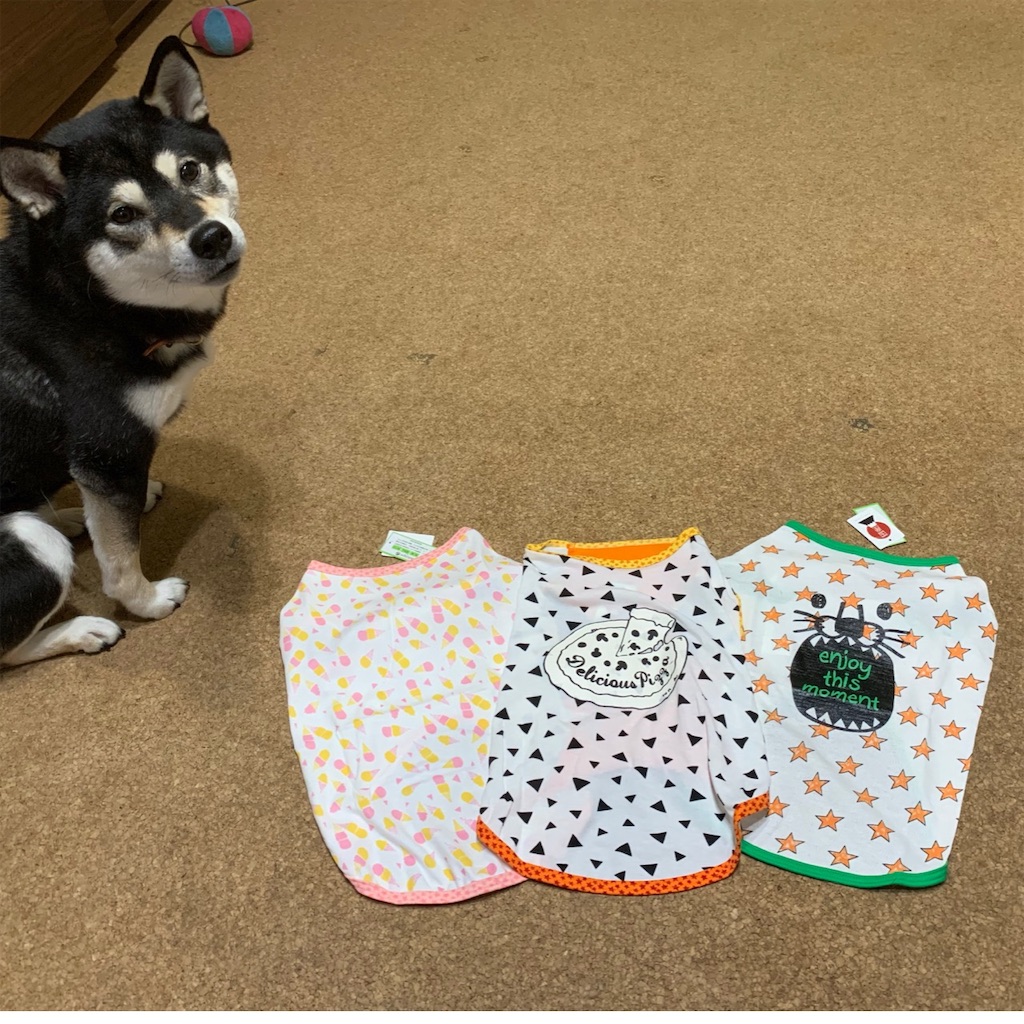 f:id:gizumiik:20190220192930j:image f:id:gizumiik:20190220192930j:image