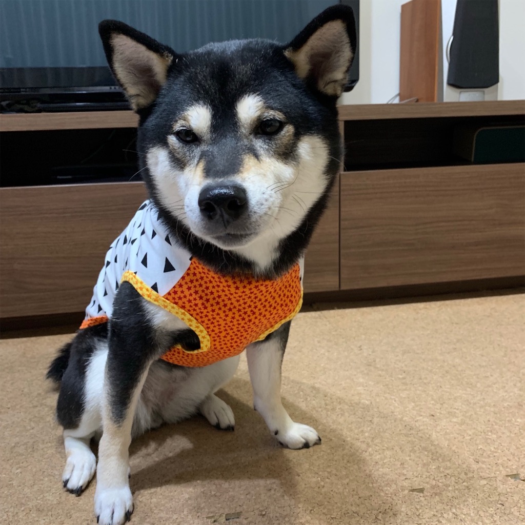 f:id:gizumiik:20190220193346j:image f:id:gizumiik:20190220193346j:image