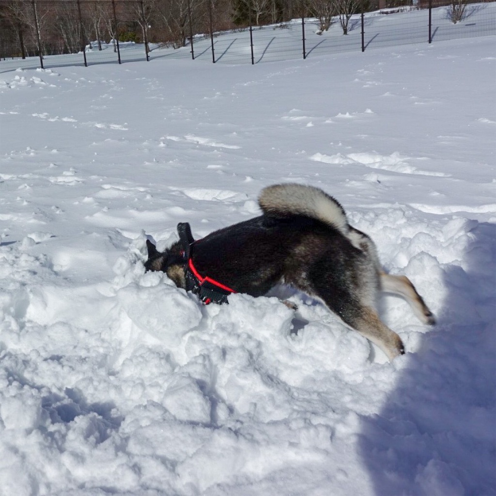 f:id:gizumiik:20190220194715j:image f:id:gizumiik:20190220194715j:image