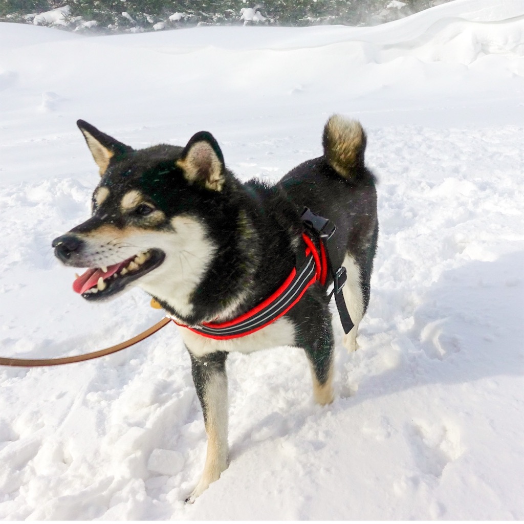 f:id:gizumiik:20190220194743j:image f:id:gizumiik:20190220194743j:image