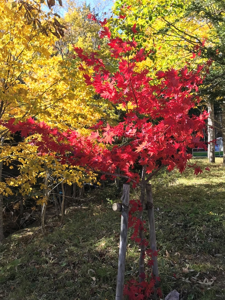 f:id:gk-murai33-gk:20181026152805j:plain