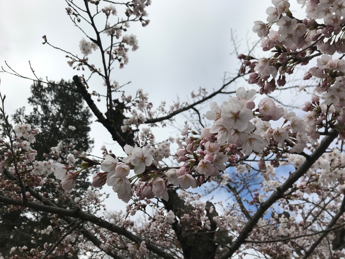 f:id:gk-murai33-gk:20190418093608j:plain