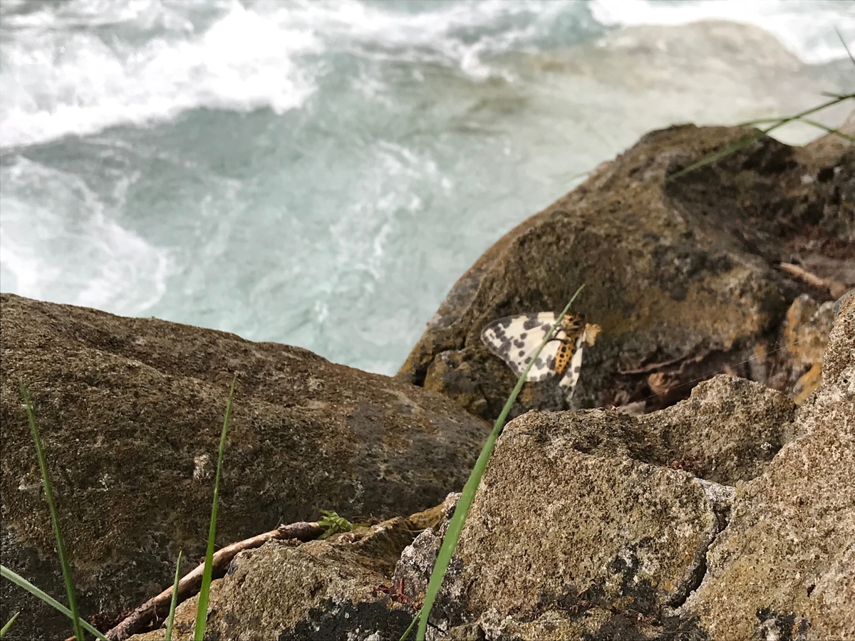 f:id:gk-murai33-gk:20190529142518j:plain