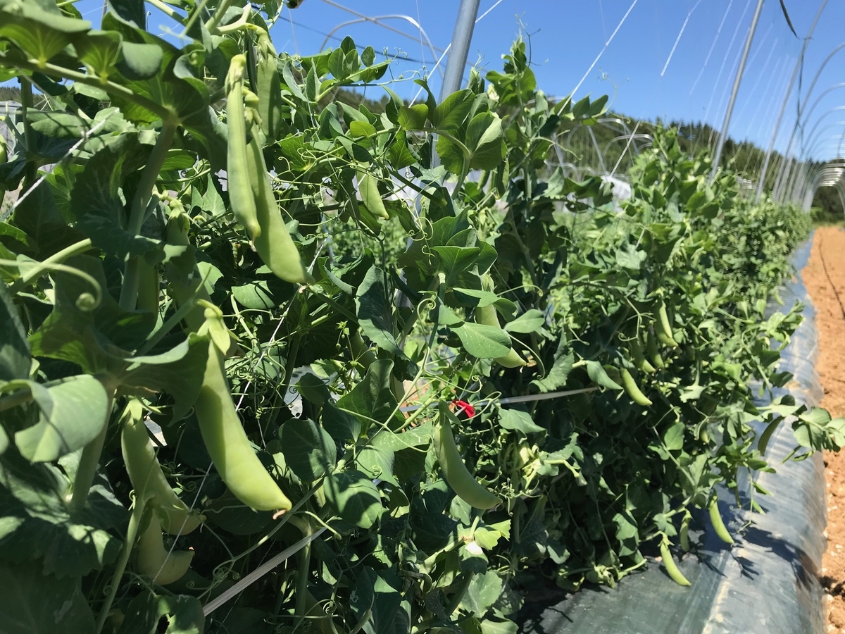 f:id:gk-murai33-gk:20190613151539j:plain