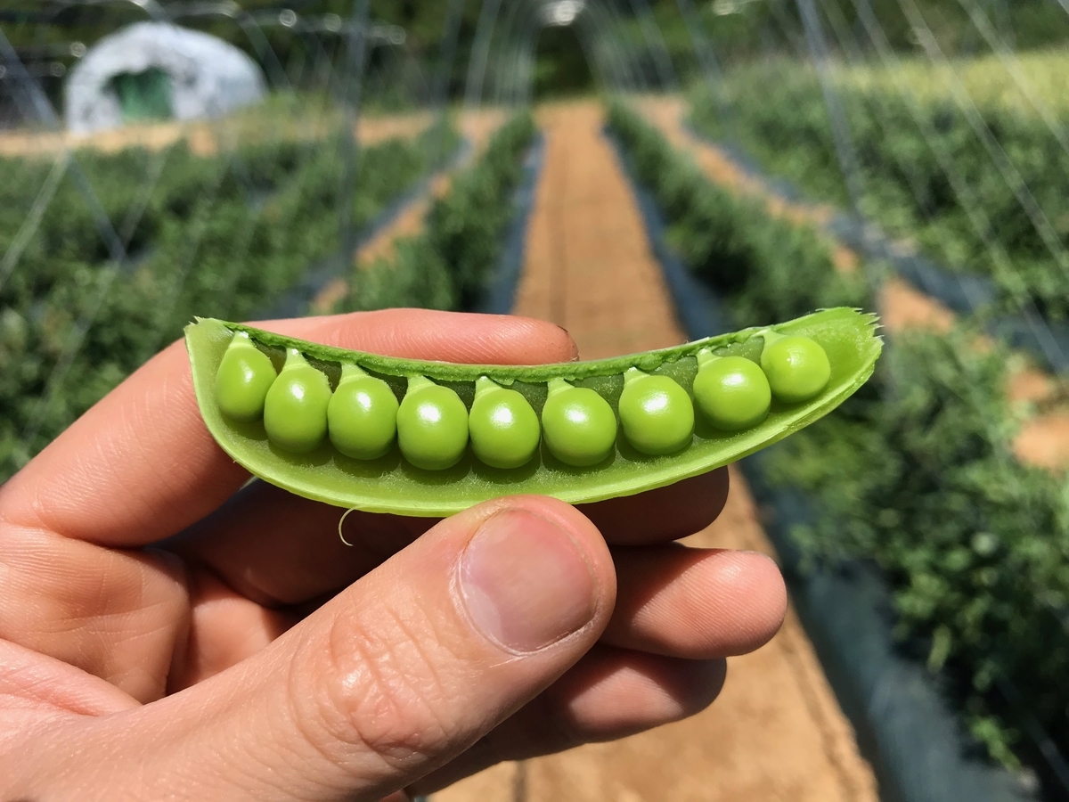 f:id:gk-murai33-gk:20190613152338j:plain