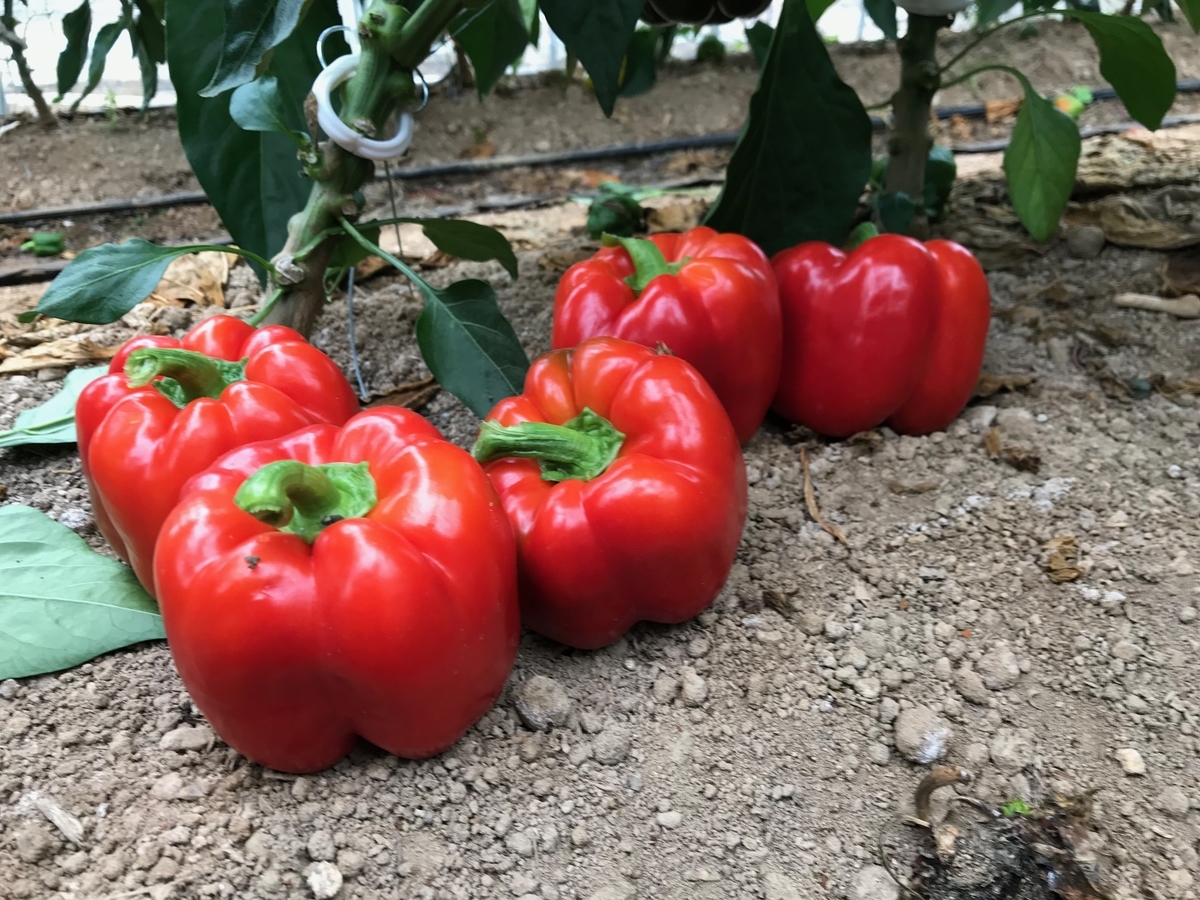 f:id:gk-murai33-gk:20190723174401j:plain f:id:gk-murai33-gk:20190723174401j:plain