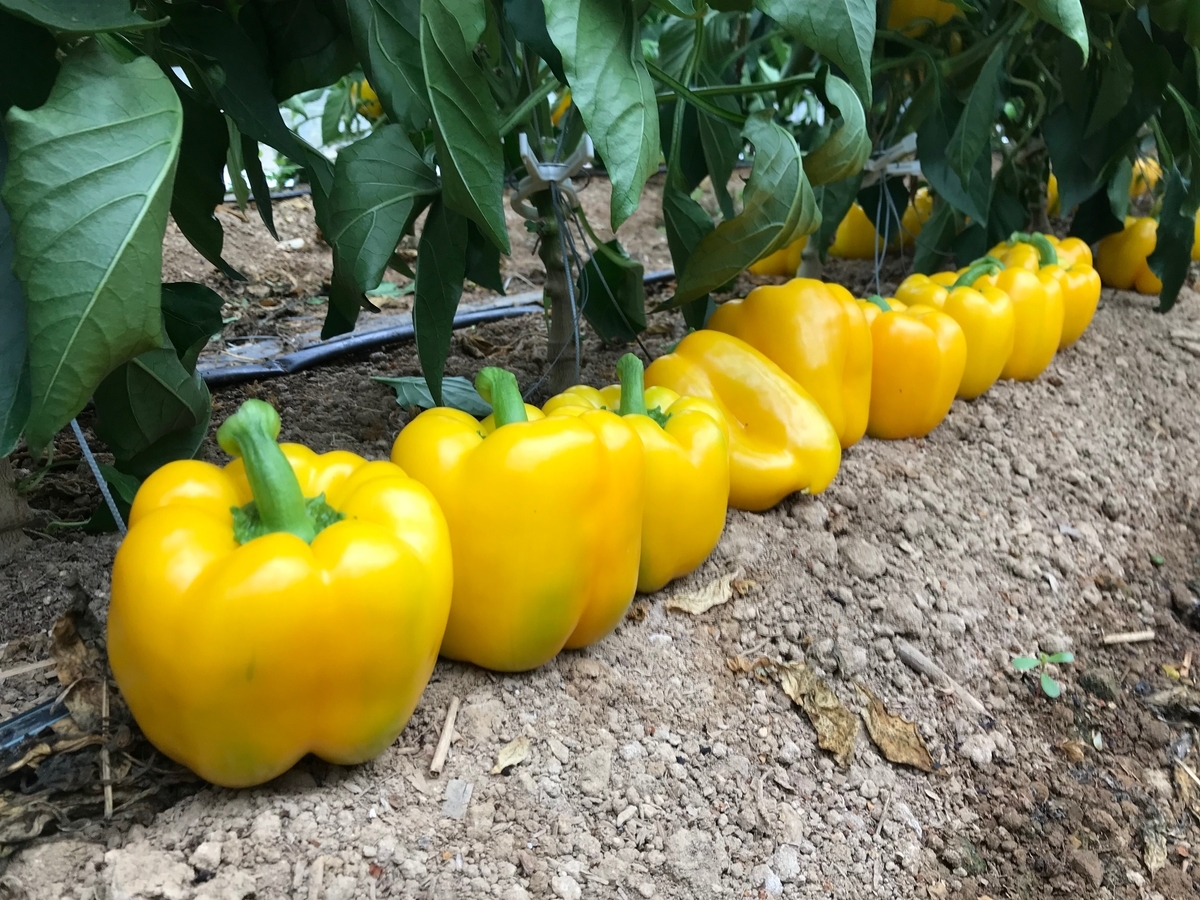 f:id:gk-murai33-gk:20190723174616j:plain f:id:gk-murai33-gk:20190723174616j:plain