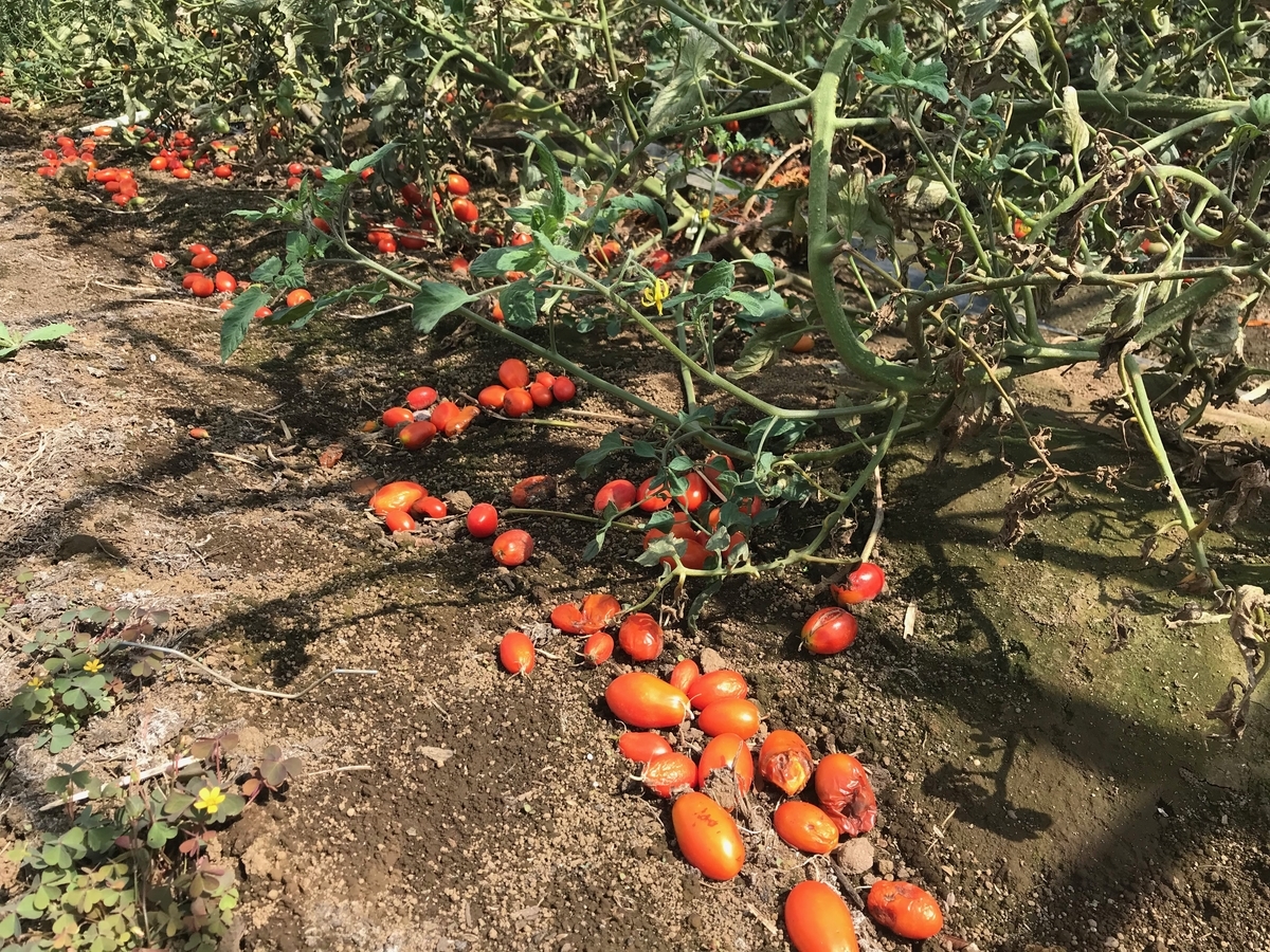 f:id:gk-murai33-gk:20190925195914j:plain