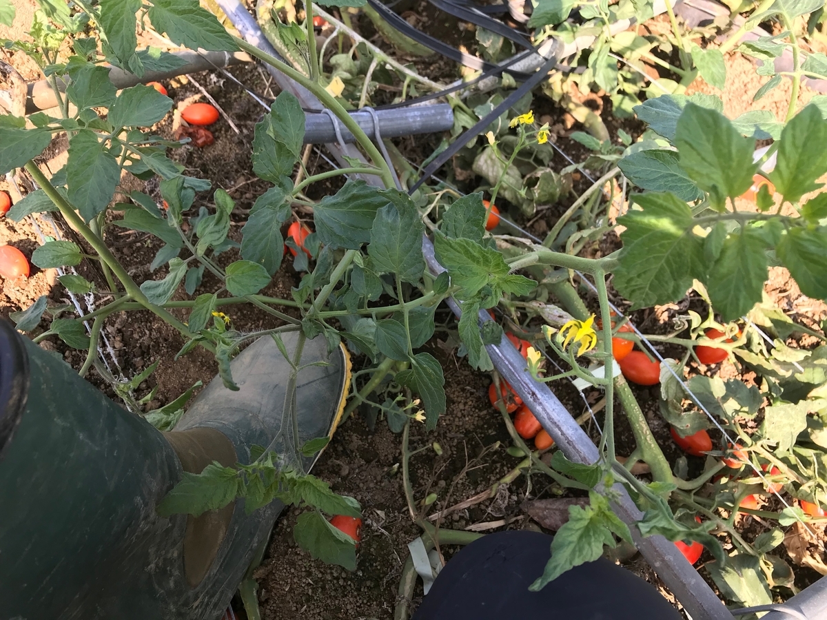 f:id:gk-murai33-gk:20190925200309j:plain