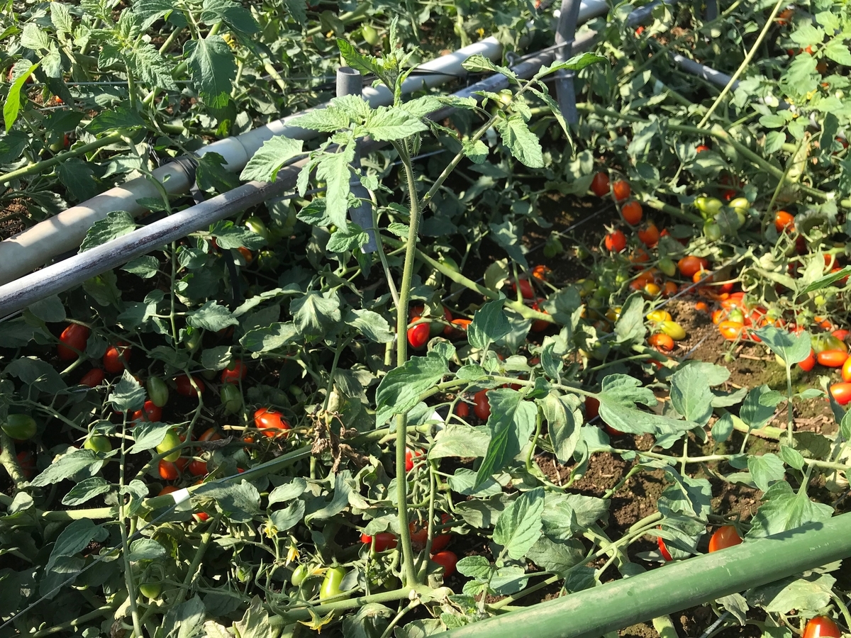 f:id:gk-murai33-gk:20190925200659j:plain