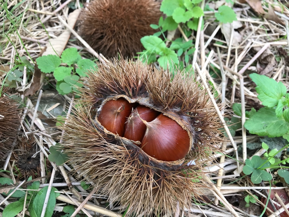 f:id:gk-murai33-gk:20191008131104j:plain