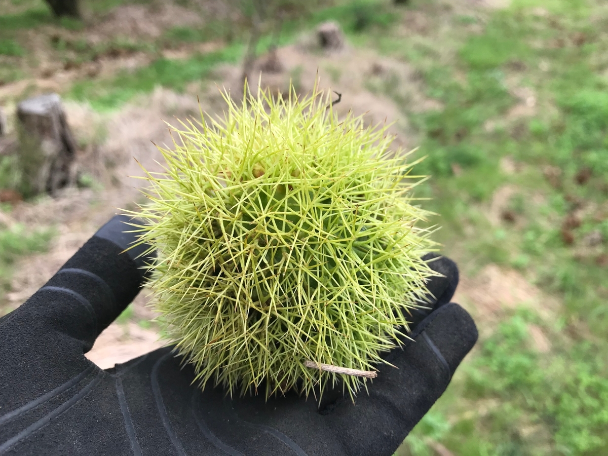 f:id:gk-murai33-gk:20191008131253j:plain