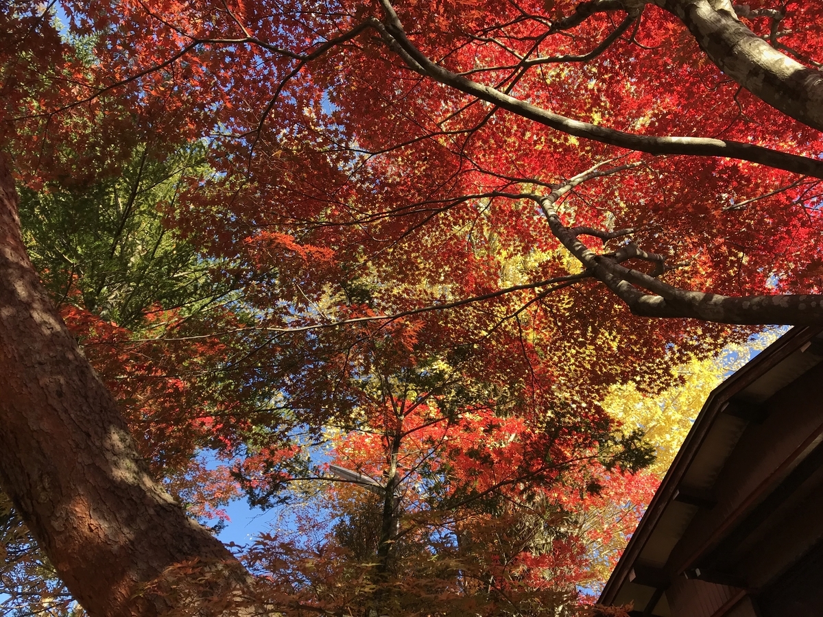 f:id:gk-murai33-gk:20191112170952j:plain f:id:gk-murai33-gk:20191112170952j:plain