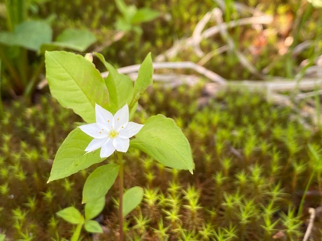 f:id:gk-murai33-gk:20200611150801j:plain