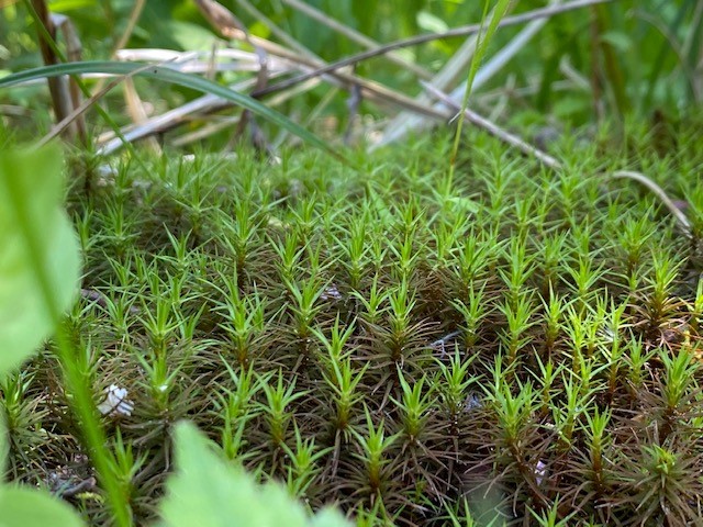 f:id:gk-murai33-gk:20200611150821j:plain