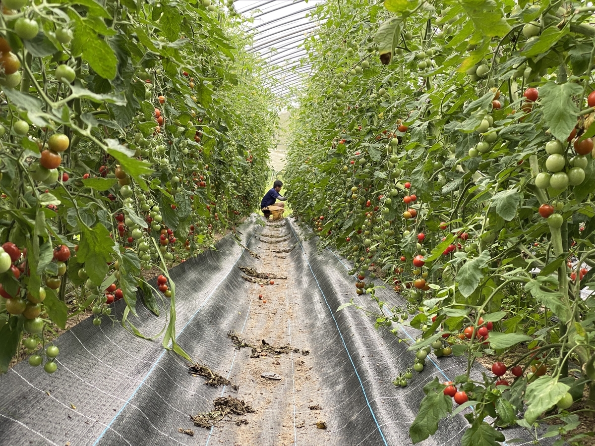 f:id:gk-murai33-gk:20210902153022j:plain