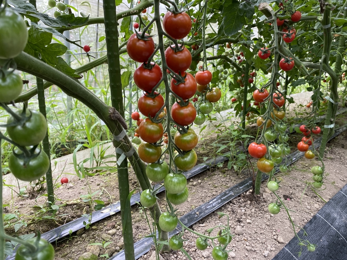 f:id:gk-murai33-gk:20210902153143j:plain