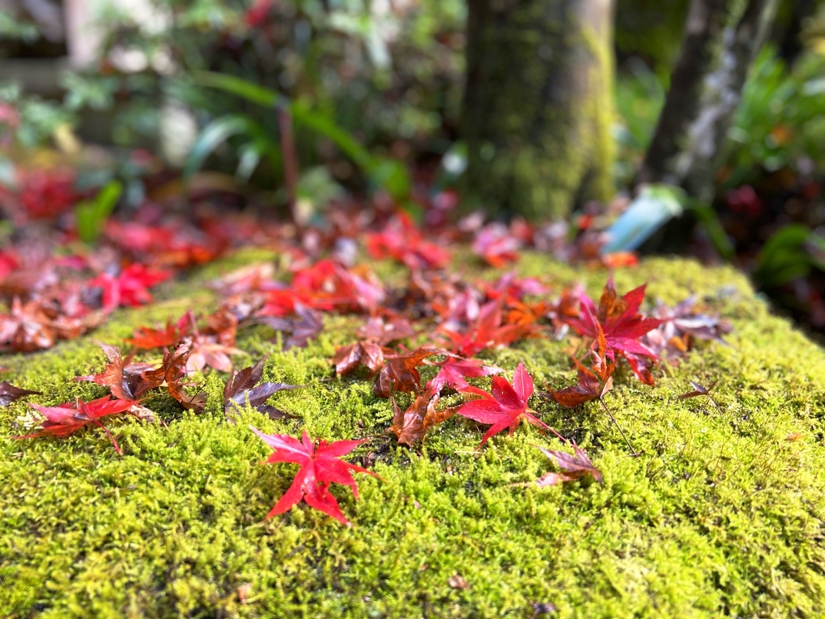 f:id:gk-murai33-gk:20211127085954j:plain